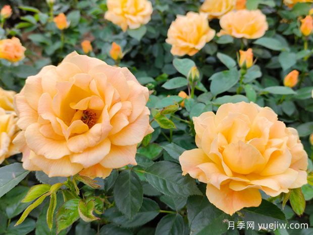 月季花的傳說(shuō)和各種顏色代表的花語(yǔ)(圖1)