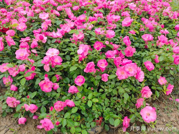 豐花月季花苗什么地方多？基地批發(fā)價格如何？(圖2)