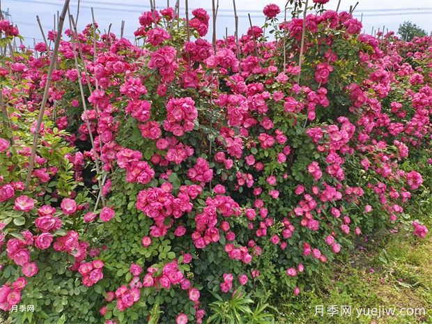 哪里有藤本月季花木賣？哪有大型爬藤月季基地？(圖3)