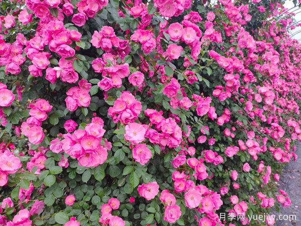 哪里有藤本月季花木賣？哪有大型爬藤月季基地？(圖1)