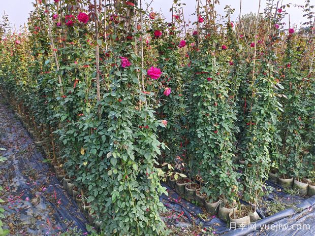 哪里有藤本月季花木賣？哪有大型爬藤月季基地？(圖2)