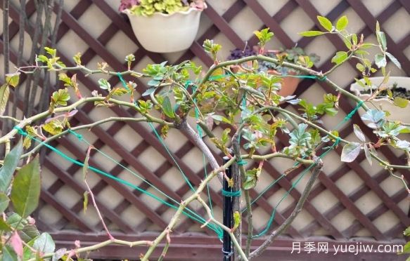 養(yǎng)月季要橫拉，萌芽多變成開花機(jī)器(圖1)