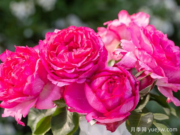 伊芙系列月季，花大濃香多季開花的月季(圖2)
