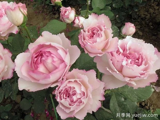 伊芙系列月季，花大濃香多季開花的月季(圖3)
