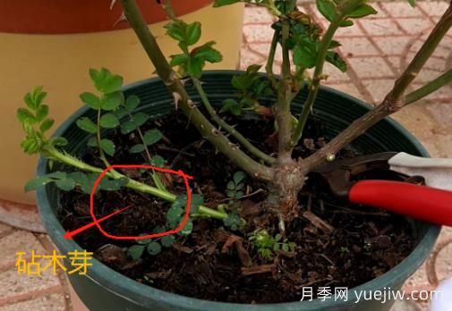 春天月季腳芽要抹掉嗎？這3種情況需要處理掉(圖1)