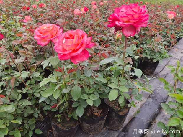 春天月季腳芽要抹掉嗎？這3種情況需要處理掉(圖2)