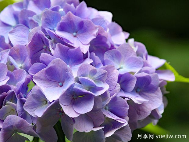 繡球什么時候開花？一年開幾次花？不開花的原因？(圖1)