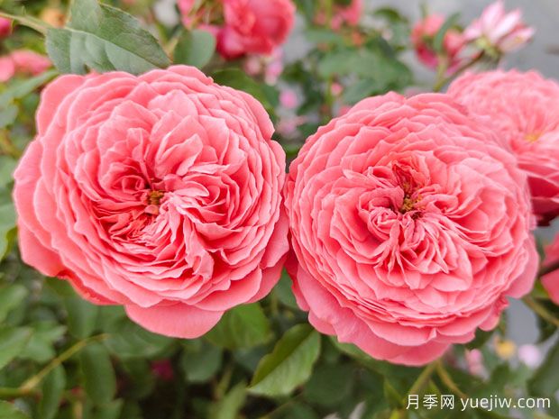可以送33朵玫瑰花嗎？有什么意思(圖1)