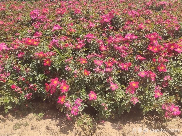 月季盆栽土壤保持適宜濕度的4大好處，附帶3種檢測(cè)方法(圖1)