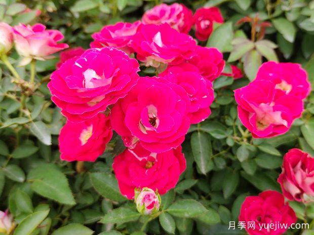 微型月季花的養(yǎng)殖方法？(圖1)