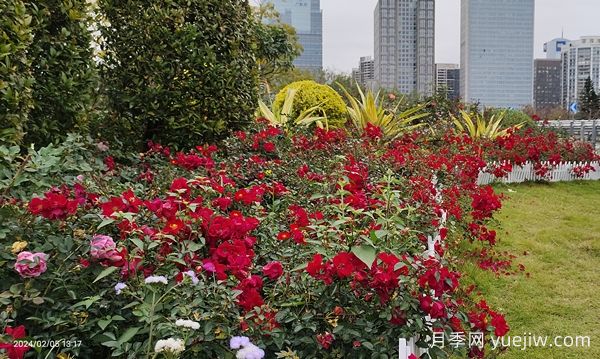 廣州赤坭近千畝七彩月季綻放，一場春天的浪漫之約(圖1)