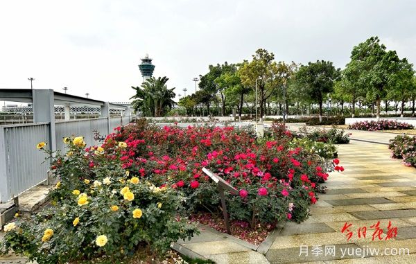 廣州赤坭近千畝七彩月季綻放，一場春天的浪漫之約(圖2)