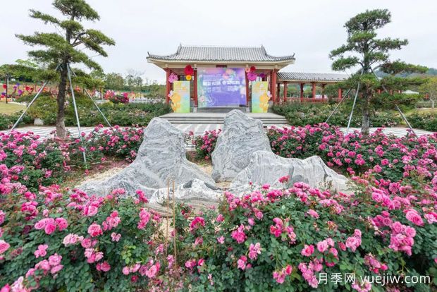 五園聯(lián)動，2024深圳月季賞浪漫進行中(圖2)