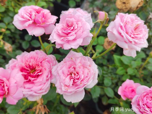 月季、玫瑰、薔薇之間有什么關(guān)系？(圖3)