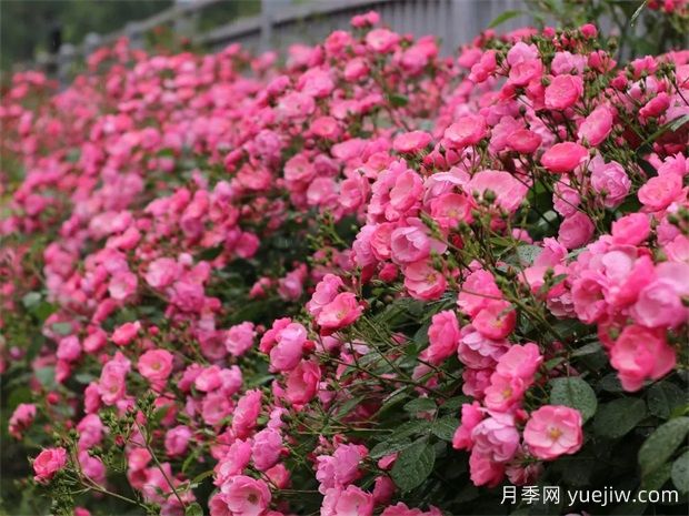 金華職院月季花墻，校園美麗多彩(圖1)
