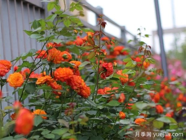 金華職院月季花墻，校園美麗多彩(圖2)