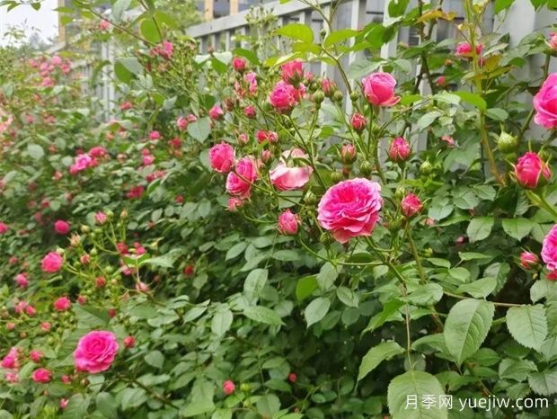 金華職院月季花墻，校園美麗多彩(圖3)