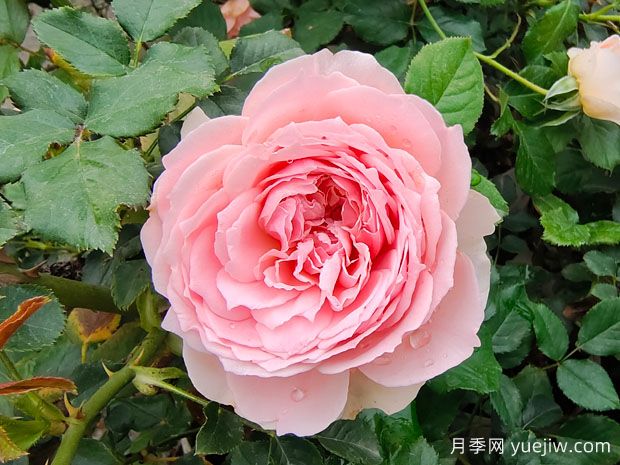 非常值得養(yǎng)的6種月季花，花美抗病四季開花(圖1)