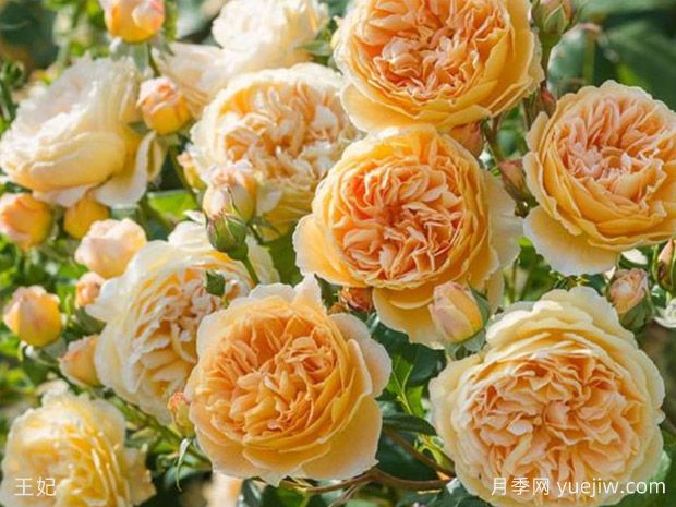 非常值得養(yǎng)的6種月季花，花美抗病四季開花(圖2)
