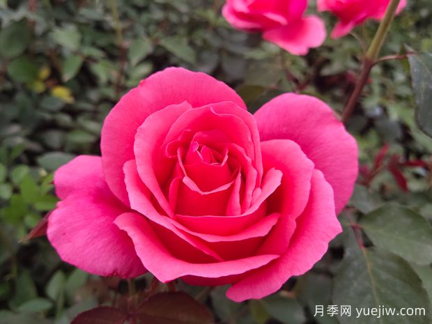 常見的大花月季花品種主要有哪些？(圖2)