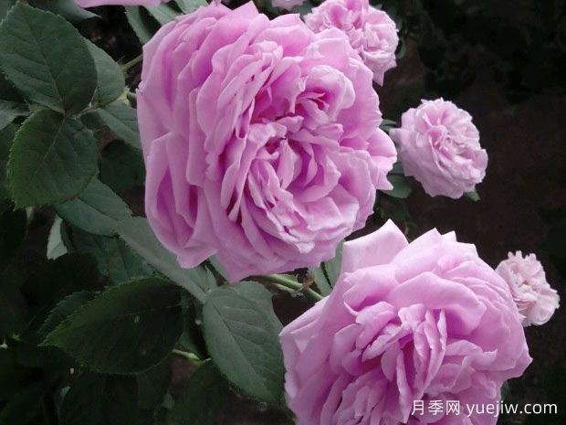 藍月季的花語是什么？(圖1)