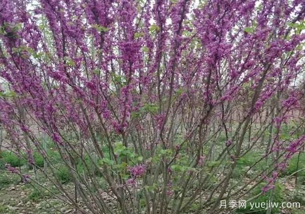 紫荊樹與叢生紫荊的區(qū)別？(圖1)