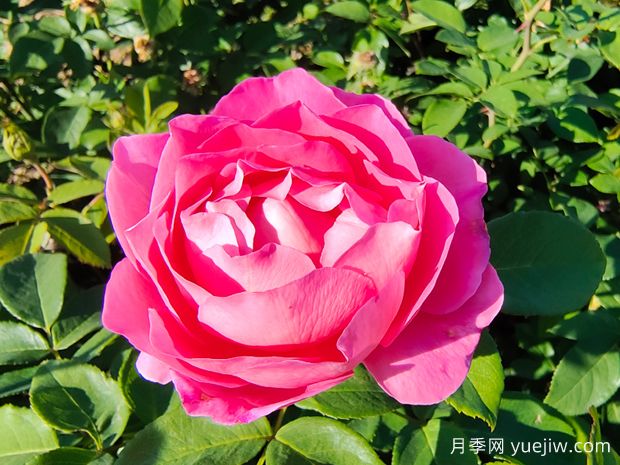 一朵玫瑰的戀語(yǔ)，玫瑰的美妙花語(yǔ)(圖1)