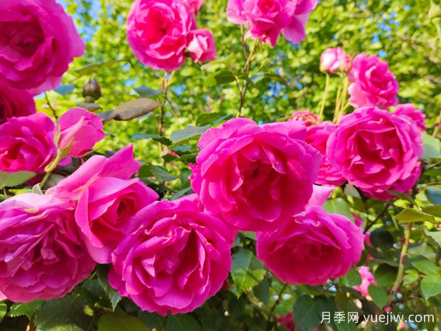 新手也能養(yǎng)好月季花，養(yǎng)好月季的5個簡單步驟(圖1)