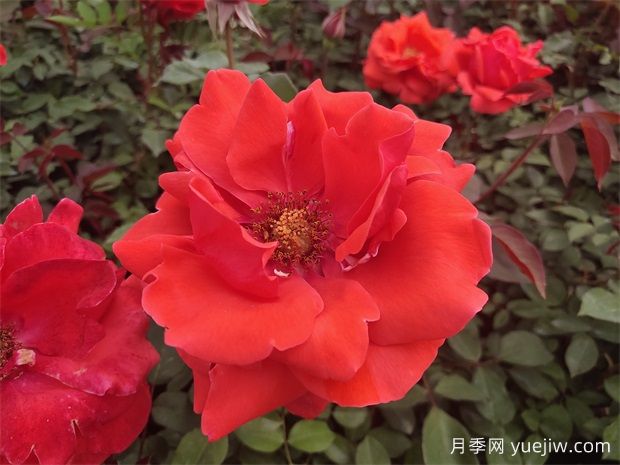 月季之韻，邂逅世間絕美的花中皇后(圖1)
