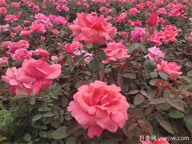 月季之韻，邂逅世間絕美的花中皇后(圖2)