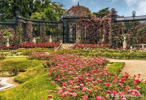 法國馬恩河谷玫瑰園，全球**座月季園(圖1)