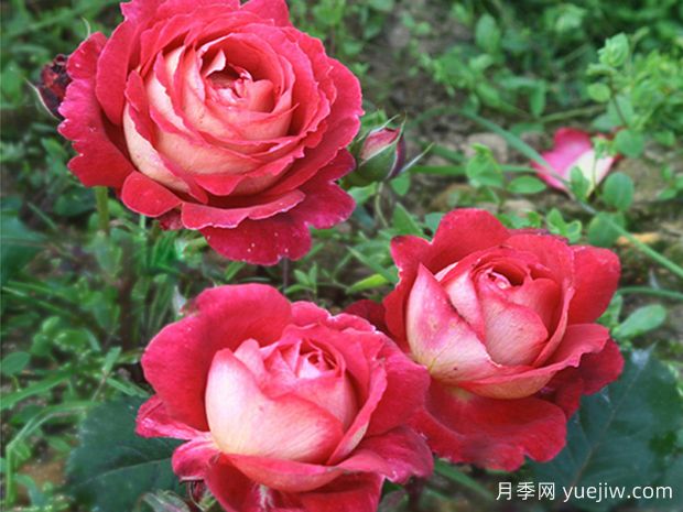 馬薩德醫(yī)生月季零差評(píng)，美麗芳香近乎完美(圖1)
