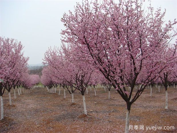 北方城市園林植物八品，一起來細品(圖1)