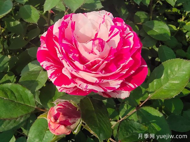 一文教你區(qū)分月季、玫瑰和薔薇的細(xì)微差別(圖1)