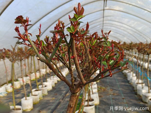 早春養(yǎng)月季，澆水抹芽施肥，生長開花不用愁(圖2)