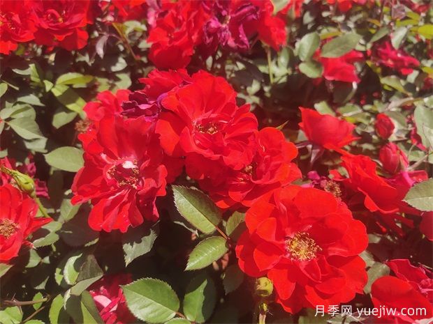 春季養(yǎng)月季花的三個關(guān)鍵要點(圖1)