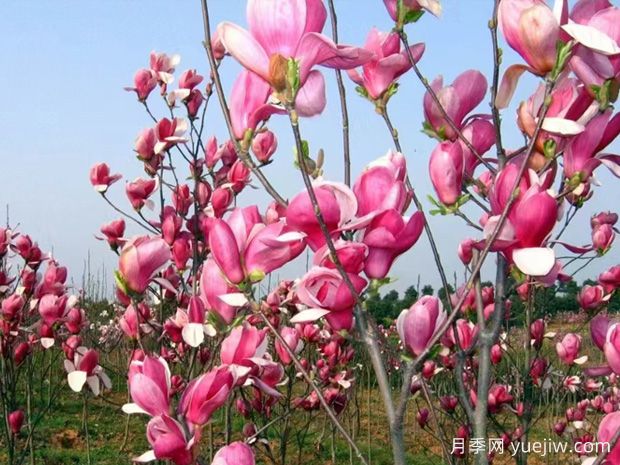 南召玉蘭，多像響徹中原的號(hào)角(圖1)