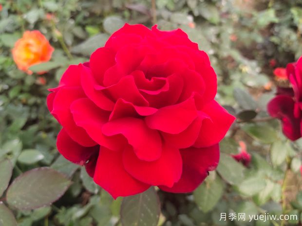 新手如何養(yǎng)好月季花？(圖1)