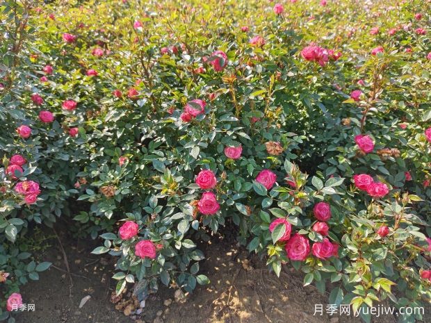 怎樣才能讓月季開(kāi)更多的花嗎？花芽分化后怎么施肥？(圖1)