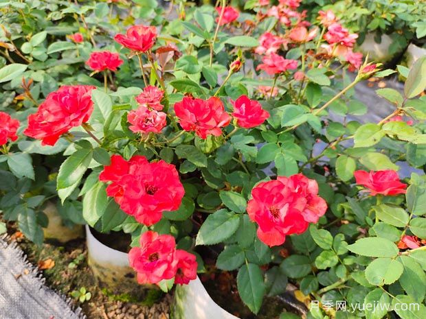 月季花換盆后要澆水嗎？(圖1)