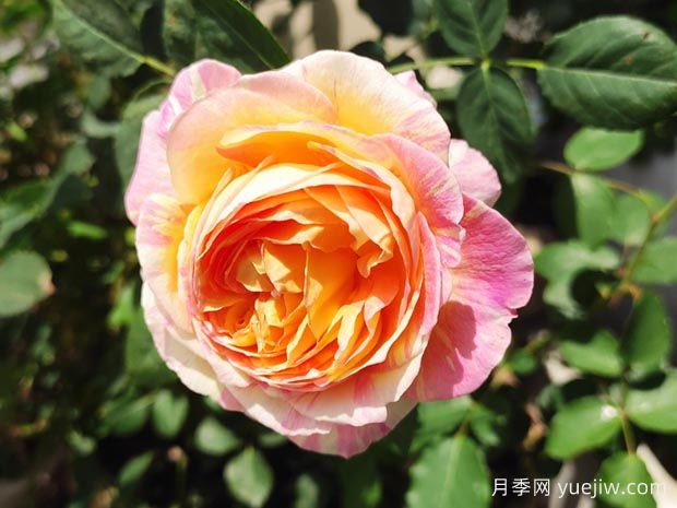 莫奈月季的優(yōu)缺點是什么？介紹(圖1)
