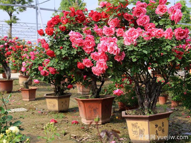 ?樹(shù)狀月季春季花后修剪攻略，復(fù)花靠剪(圖1)