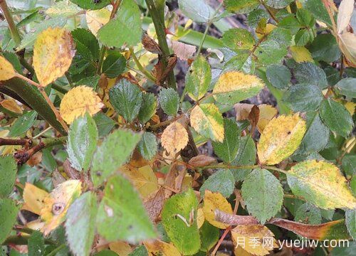 月季葉子發(fā)黃一碰就掉怎么補(bǔ)救？(圖1)