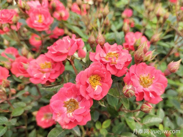 建個(gè)月季小花園，種盆栽月季，品茶賞花(圖1)
