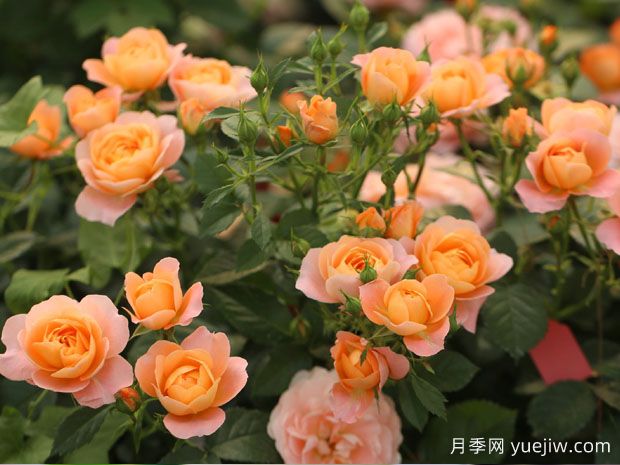 建個(gè)月季小花園，種盆栽月季，品茶賞花(圖2)