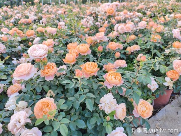 建個(gè)月季小花園，種盆栽月季，品茶賞花(圖3)