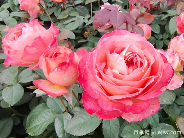 花友養(yǎng)月季，常見的八個問題解答(圖2)