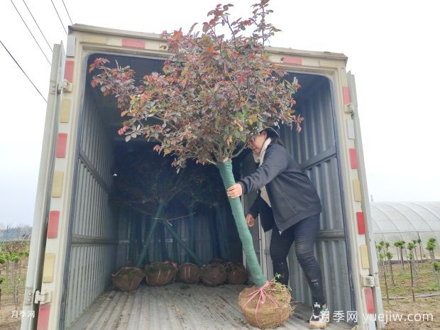 六公分樹(shù)狀月季精品大冠幅批發(fā)基地(圖3)