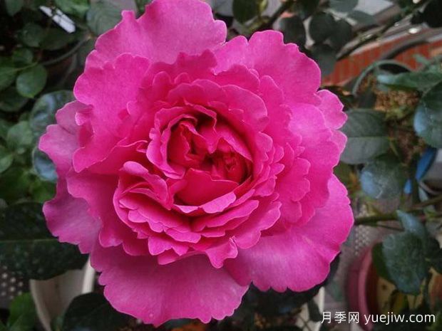 伊芙伯爵的特點(diǎn)和習(xí)性(圖1)