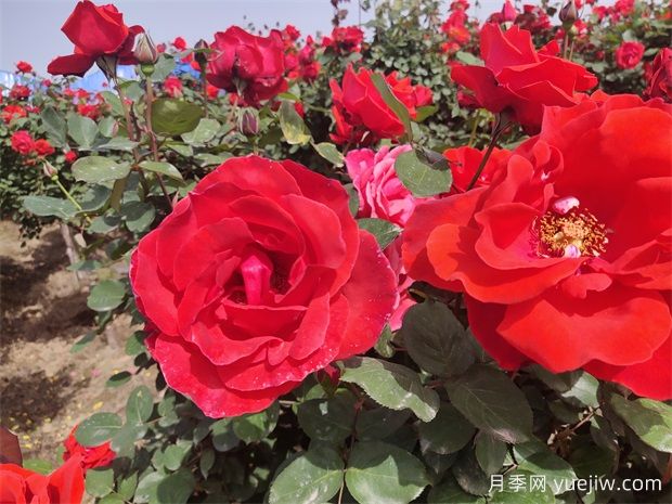 月季、玫瑰、薔薇分別是什么？如何區(qū)別？(圖1)